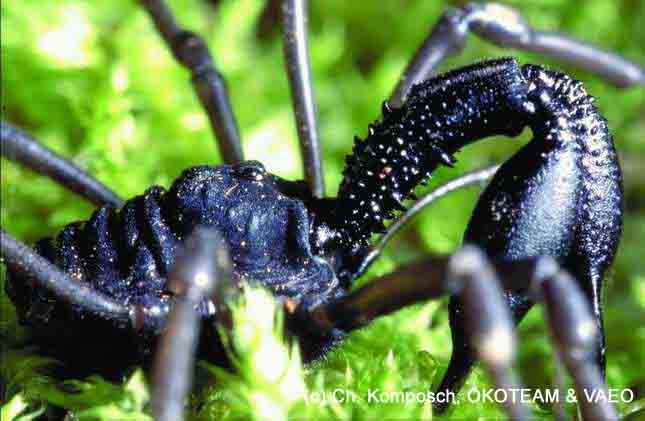 Opiliones da Europa centrale